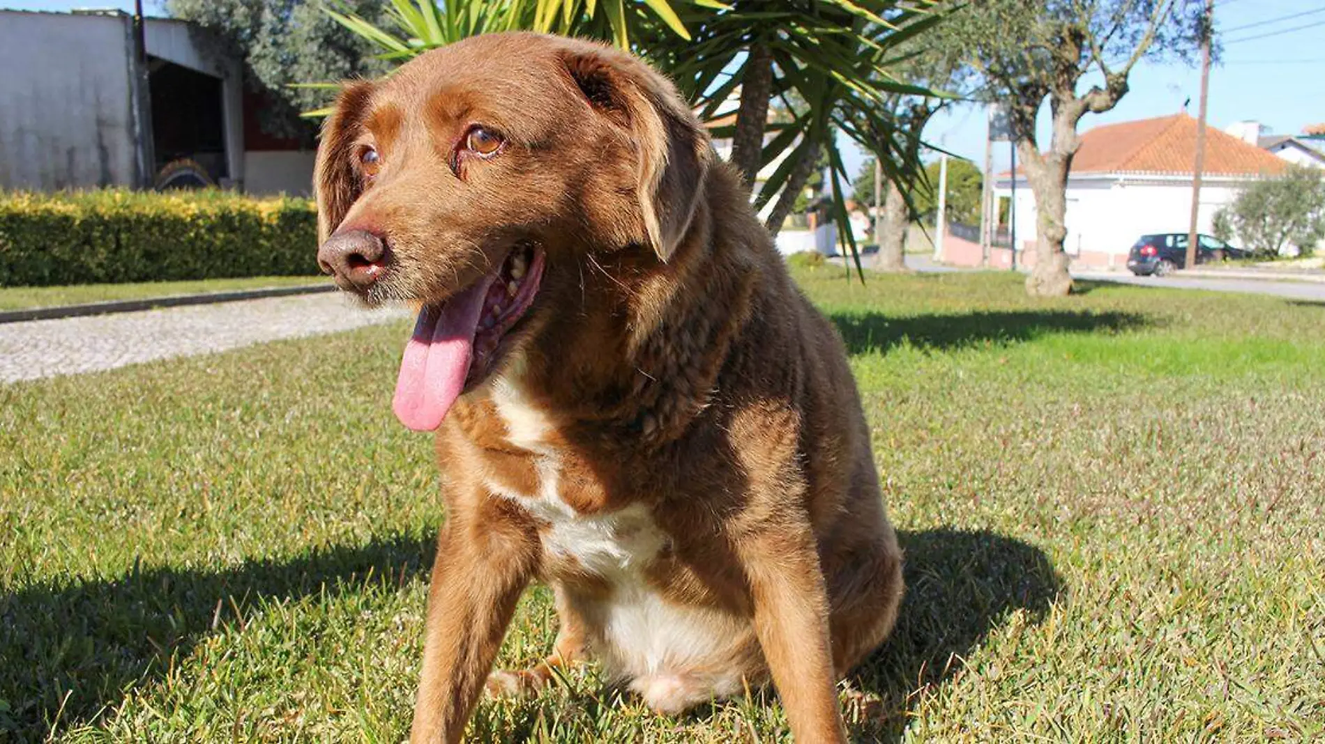 La vida de Bobi no siempre fue bajo los reflectores, pues siempre llevó una vida tranquila